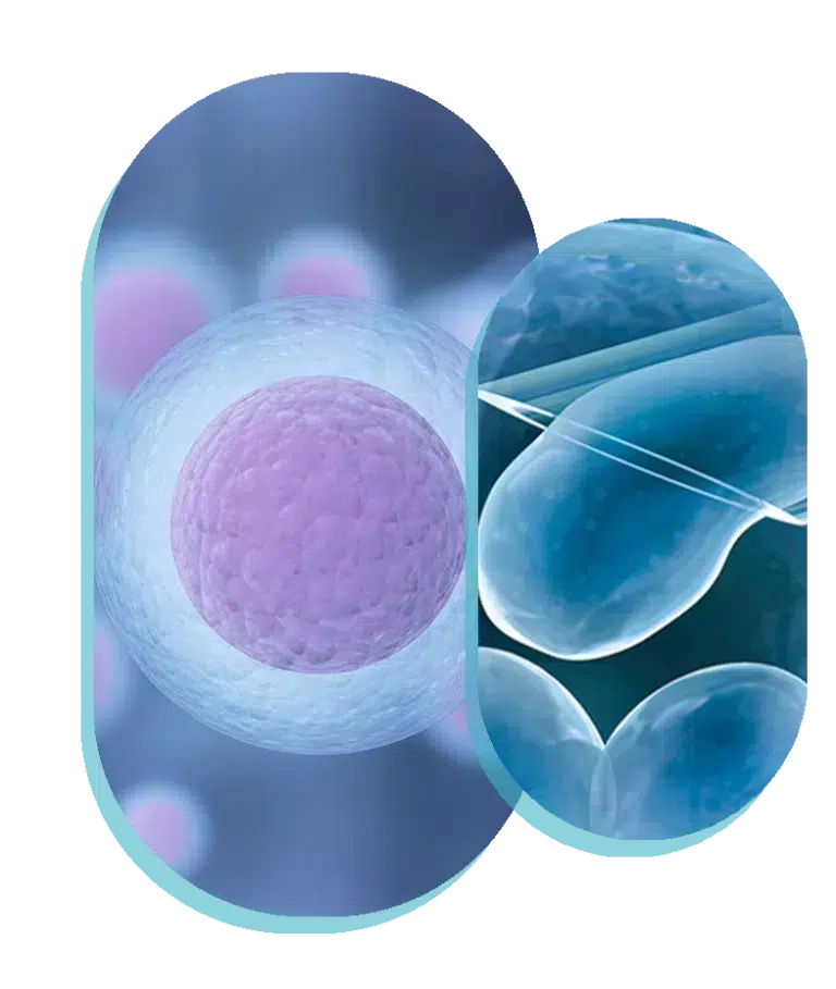 egg donation in belgium