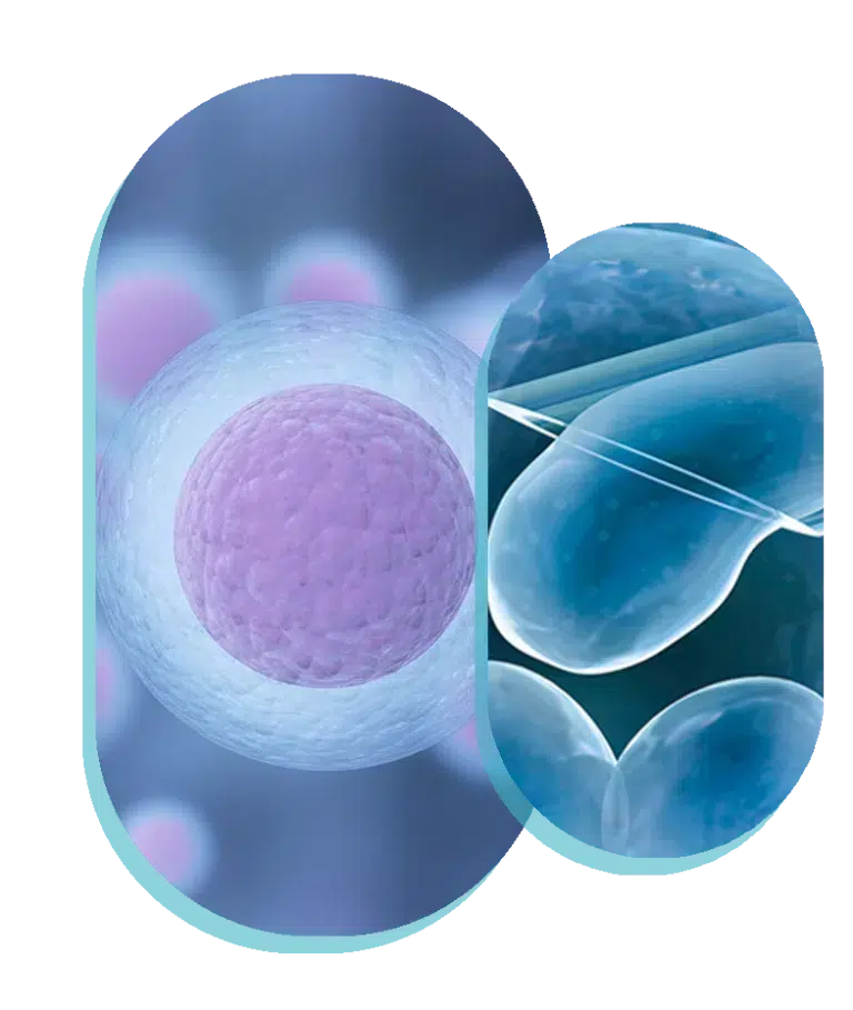 egg donation in england