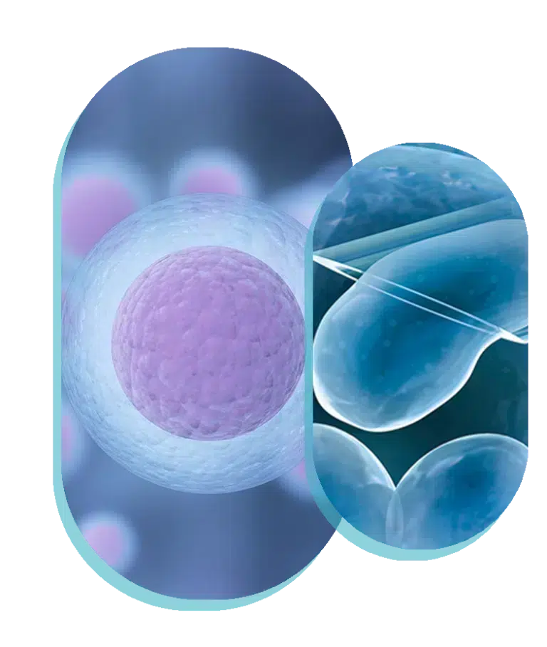 egg donation in ireland